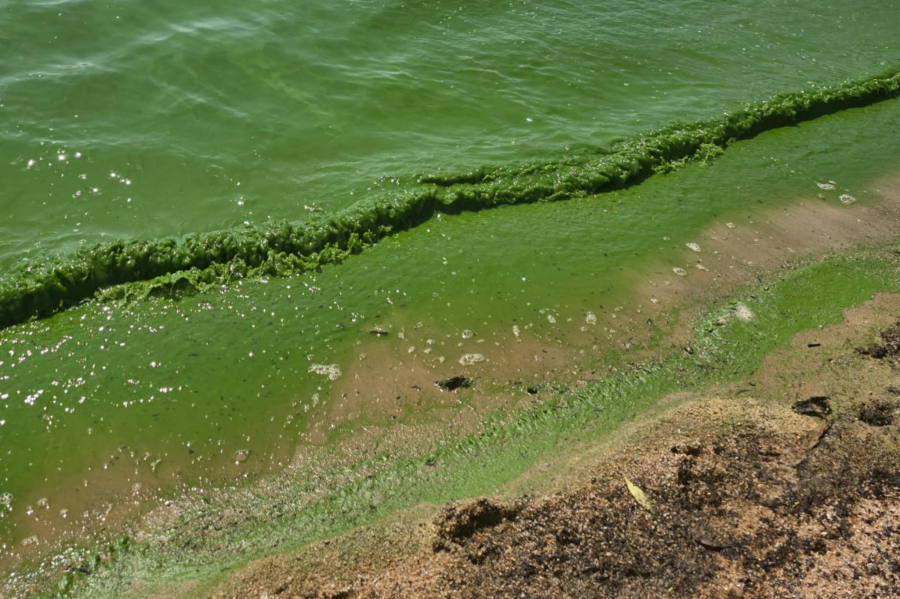 Presença de algas deixa água da Lagoa dos Patos com coloração esverdeada